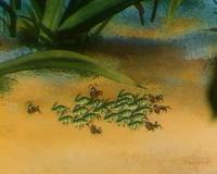 Муравьиный склад