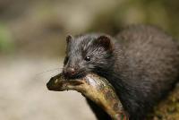 Весело, красиво... Но стоит ли приучать животинку, следующий "рыбак" - на шкурку может пустить эту прелесть