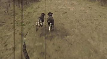 13.9. На перекрестке неравнозначных дорог водитель транспортного средства, движущегося по второстепенной дороге, должен уступить дорогу транспортным средствам, приближающимся по главной, независимо от направления их дальнейшего движения.