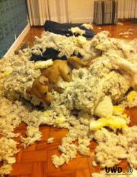 обожаю собак)))