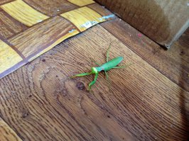 А этот в Ташкенте мне попался))) красавец