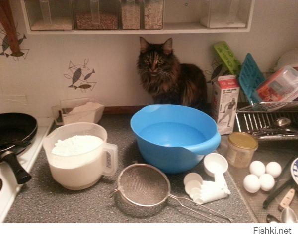 Наша мадама тоже помогает. Сидит и смотрит даже когда посуду мою.