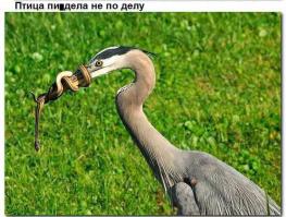 Взаимопомощь животных