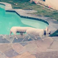 вот он - альфа-самец!