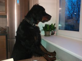 Меня мой пёс однажды опозорил. Гуляли в парке, отпустил мерзавца с поводка - теперь так делаю только на даче - по городу строго на поводке. Мерзавец, как ошпаренный несётся к лавочке, на которой две женщины бальзаковского возраста прикладываются под закусочку к винцу. Это я знаю, что сеттер - шотландец собака абсолютно неагрессивная, на нём такие надписи отсутствуют. А так как пёс очень крупный - верхний уровень для породы, то естественная реакция женщин - визг. Мерзавец, весьма удивлённый тем, что его испугались - он привык обычно, что его все любят и балуют, тем не менее не растерялся, а исполнил задуманное - мигом сожрал, гад, всё, что было на столе. Реакция жертв мгновенно сменилась на противоположную - пока я оттаскивал пса от лавочки, извинялся, они хохотали от души. Причём настолько, что от неоднократно предложенных денег отказались категорически.