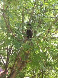 Ну чем не пантера :)