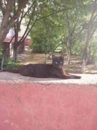 Да она такая - обычная дворовая киса )