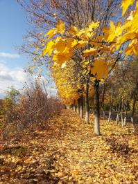 Фотографии тропинок