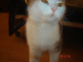 Ко мне в окно так кошка уличная повадилась залезать, я когда услышала посреди ночи что-то бродящее по лоджии и тут еще занавески зашевелились,вообще в шоке была. О - даже фотку нашла (она потом еще пару раз заходила).:)