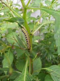 По случаю добавлю и свои фотки. Нравится мне живность всякая.:)