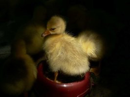 19 идеальных и несравнимых утиных лиц