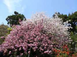 снимал в Японии