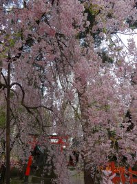 снимал в Японии