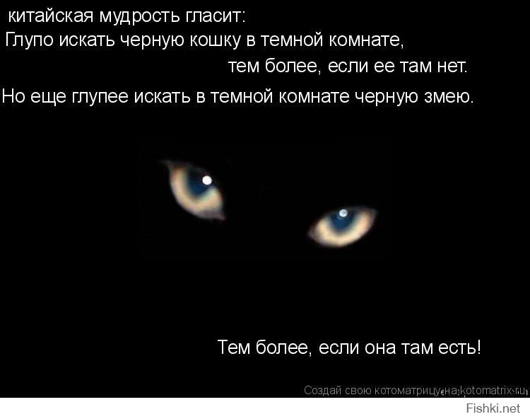 Ищу черную кошку. Черная кошка в темной комнате. Цитаты про черную кошку. Цитаты про черных котов. Кошка в темной комнате.