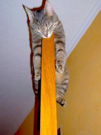 Кошки могут спать везде где захотят