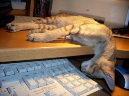 Коты, постигшие искусство сон-фу