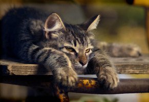 В деревню ему нужно - по заборам носиться.