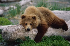 дело говоришь...