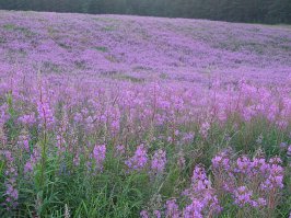 Это вам не Франция. :)