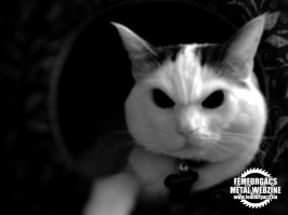 30 знаков, что ваш кот, возможно, планирует ваше убийство