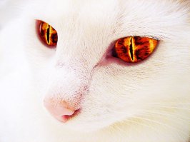 30 знаков, что ваш кот, возможно, планирует ваше убийство