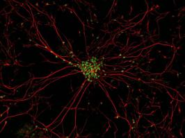 Снимки орбитального телескопа Хаббл - глубины Вселенной.