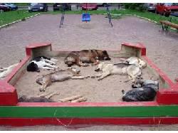 Антикошачья песочница своими руками