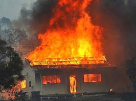 Осы свили гнездо на стеклянной двери