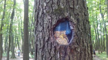 17 ошеломительных примеров совиного камуфляжа