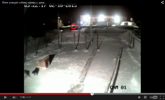 Волк был не один, этот ходил разведкой в бой, остальные с 1:13 выглядывают:)