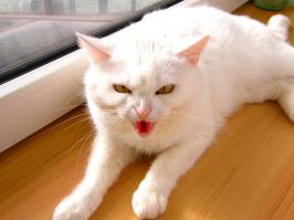 Вот он же, мой демонический Котэ....