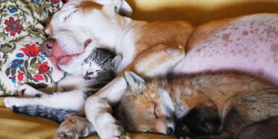 а нам и так харашо! - без рыбы лужкова.