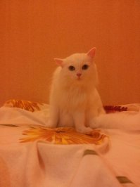 А это домашняя кошка у родителей, впервые увидела спросонья камчатского краба.
К сожалению винчестер месяц назад накрылся. Краб с лапами 50-80 см. Здоровый. Была еще суперская фотка с дочкой, когда на Азовском море (Керчь, Курортное) она стояла на прибое и волна, когда сходит, маленькие креветки или гамарус какой на ногах остается. Она жуков не боится. Радовалась до безумия.