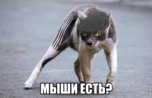 Боевые Коты