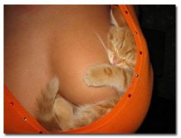 Котики знают где прилечь :)