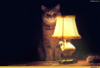 Ошибка грабителей — вместо денег получили в репу