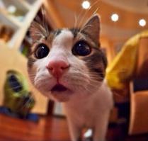 нихуахуа чиахуахуа