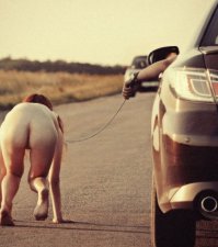 когда лень гулять со своей любимой