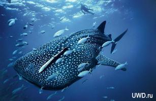 Интересно, а есть китовая акула для домашнего аквариума))) Просто рыбонька мне эта нравится)