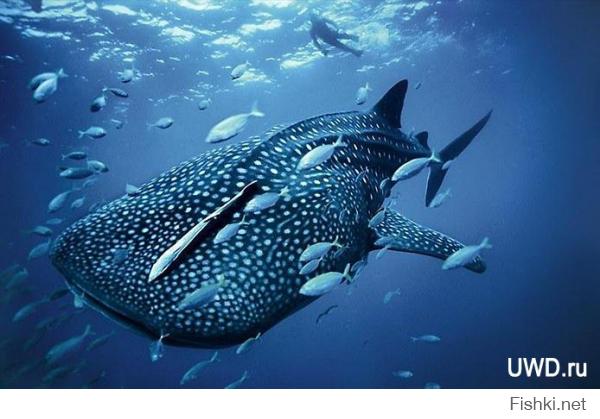Интересно, а есть китовая акула для домашнего аквариума))) Просто рыбонька мне эта нравится)