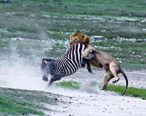 Зебра бросает с плеч льва, сальтухой в воду. Спорт для поддержания хорошей физической формы.