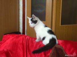 Как это мне знакомо. Я в этом году уже четвёртого нахожу, по одному правда. Последнего четыре дня назад нашёл, сейчас поеду к метро, они там хорошо расходятся, как пирожки горячие :-) С авито даже фотки Вам покажу;-) Всё други погнал, может потом про всех своих чудиков пост соберу.