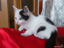 Как это мне знакомо. Я в этом году уже четвёртого нахожу, по одному правда. Последнего четыре дня назад нашёл, сейчас поеду к метро, они там хорошо расходятся, как пирожки горячие :-) С авито даже фотки Вам покажу;-) Всё други погнал, может потом про всех своих чудиков пост соберу.