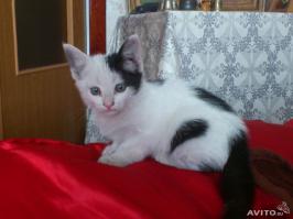 Как это мне знакомо. Я в этом году уже четвёртого нахожу, по одному правда. Последнего четыре дня назад нашёл, сейчас поеду к метро, они там хорошо расходятся, как пирожки горячие :-) С авито даже фотки Вам покажу;-) Всё други погнал, может потом про всех своих чудиков пост соберу.