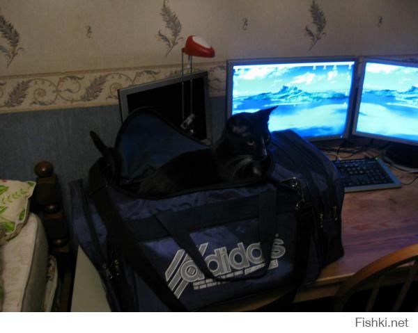 Таааааа!!!! )))))))))))) Но чаще всего кот = уют в доме. На фото - мой аглоед, с инспекцией в моей сумке после командировки. ))))