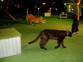 ЦПКИО им.Горького, Москва. Похоже, это папа этого чуда природы!
На нем тоже не было видно полосок, если-бы не вспышка мыльницы.