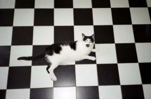 Животные, обладающие искусством маскировки