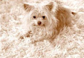 Животные, обладающие искусством маскировки