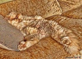 Животные, обладающие искусством маскировки