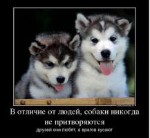 Алабай Бара. За такое надо сажать на длительные сроки.